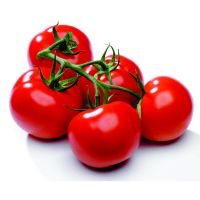 Fresh Red Tomato / Fresh Tomato / Fresh Green Tomatoes 