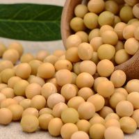 NON-GMO Yellow Soybean soya bean for animal feeds 