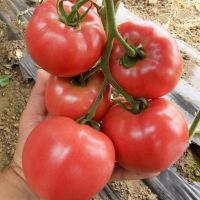 (HOT) Fresh Tomato Export 