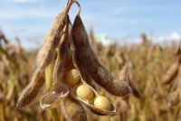 Premium Grade Yellow SOY BEAN Seeds - SOYBEAN - soya bean 5-8mm. 