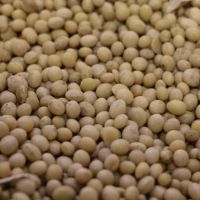 Sweet quality soya bean for oil , soybean , Soybean Seeds 