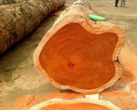 Teak Wood - Round Logs, Swan Timber Logs for sale