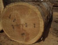 Buy Top Grade A/B/C Quality Fresh Cut Beech Timber/Logs