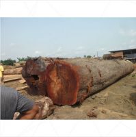 Timber Wood Logs for Sale From Cameroon