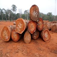 Teak Wood - Round Logs, Swan Timber Logs West African Origin