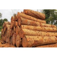 High Quality Pine Logs, Pine Wood, Round Pine Timber