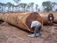 Bubinga Timber Large Logs and Lumber for Ready for Sale