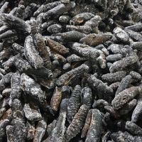 Quality FROZEN CLEANED SEA CUCUMBER/Best Grade Dried Sea cucumber