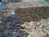 Grade A Quality Sea Cucumbers Dried or Frozen