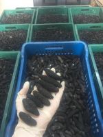 Prime Quality West African  Dried Sea Cucumber