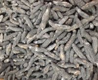 High quality delicious sea cucumber dried for beauty treatment now in stock