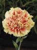 Fresh cut flower-Carnation