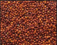 Pigeon Peas / Arhar (Tur) Dal