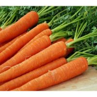 High quality China fresh carrot