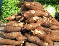 Fresh Cassava / Tapioca / Manioc / Yucca Roots / Casabe Export From South Africa