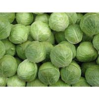 Chinese Baby Cabbage High Quality Cabbage Patch New Harvest Fresh Cabbage