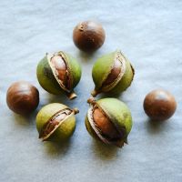 Biggest Supplier of South Africa Originated Crispy & Delicious Taste Macadamia Nuts at Bulk Price