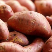 High quality fresh organic purple sweet potatoes for health