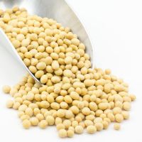 NON- GMO INDIAN Soybean seed / Soyabean seed