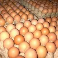 Fresh Chicken Table Eggs Brown and White Shell Chicken Eggs Fresh white and brown