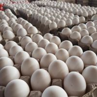 Farm Fresh Chicken Table Eggs Brown and White Shell Chicken Eggs in South Africa
