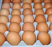 Fresh Brown/White Table Chicken Eggs with Health