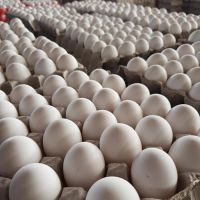 FARM FRESH TABLE CHICKEN EGGS FROM TURKEY HALAL GRADE A FOR SALE