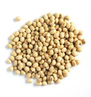 Supply Healthy Fresh Dry soya bean soybeans