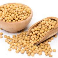 NON-GMO Soybeans Seeds with Best Quality