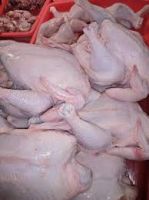 Frozen Chicken, whole and parts.