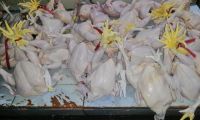 Halal frozen whole chicken  whatsapp: +56 322 768 478