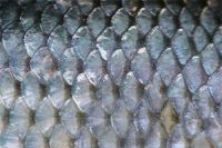 Fish Scale Ms.Selena+84906086094