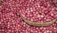 Fresh Onion Viet Nam