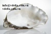 Oyster Shell