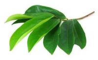 [HOT SALE] dried Dried Soursop Leaf / Graviola Leaves with the high quality/ MS. Selena +84 906 086 094