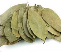 Vietnam High quality Herbal Dried Soursop Leaf / Graviola Leaves/ MS. Selena +84 906 086 094