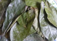 Vietnam Natural Herbal Dried Soursop Leaf / Graviola Leaves - Natural Herb / MS. GINA +84 347 436 085