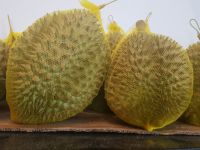 Frozen Durian Fruit Vietnam- Our best products/Tropical fruit WhatsApp +84 347 436 085