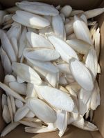 Cuttlefish Bone Cuttlebone Cuttle Fish Bones Dried Squid Bone- HIGH QUALITY - BEST PRICE - VIETNAM