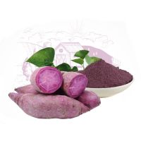 High Quality Sweet Potato Powder from Vietnam