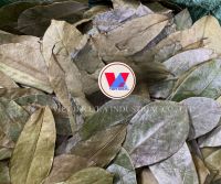 Soursop leaves/ Graviola leaves to process tea from Vietnam // Ms. Helen