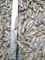 DRIED ANCHOVY FISH/ HIGH SPRATS// Ms. Julie +84767799825