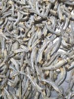 DRIED ANCHOVY FISH/ HIGH SPRATS// Ms. Helen + 84848903006