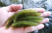 Dehydrated Sea Grapes Seaweed High Quality Best Price From Viet Nam / Ms. Julie +84767799825