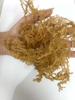 DRIED GOLDEN SEA MOSS PURPLE SEA MOSS SEAWEED HIGH QUALITY FROM VIETNAM