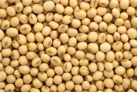  Wholesale Organic Soybeans brand natural 