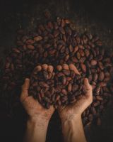 Cocoa beans