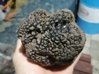 https://es.tradekey.com/product_view/Black-Truffles-9410409.html