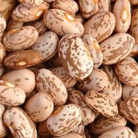 Speckled kidney /pinto beans for sale 