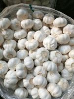 Fresh White Galic /Red Garlic